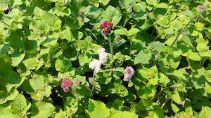 Plants A Z: Ageratum houstonianum | Timeless mixture