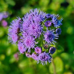 Plants A Z: Ageratum houstonianum | Summertime Mix