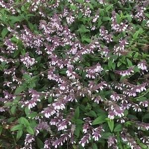 Plants A Z: Salvia | Waverley