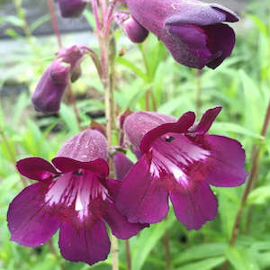 Plants A Z: Penstemon Blackbird