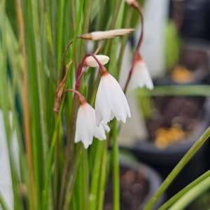 Plants A Z: Acis autumnalis | Leucojum Autumnalis