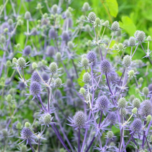 Garden Favourites: Eryngium planum | Blue Glitter