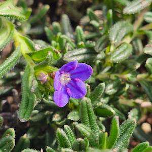 Garden Favourites: Lithodora diffusa | Grace Ward