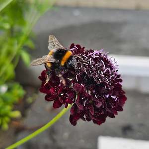 Garden Favourites: Scabiosa atropurpurea | Black Knight