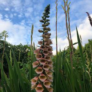 Garden Favourites: Digitalis hybrida | Polkadot Polly