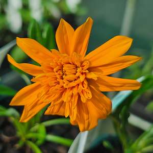 Available: Gazania Chungwa