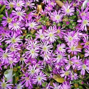 Plants A Z: Mesembryanthemum | Pinkie