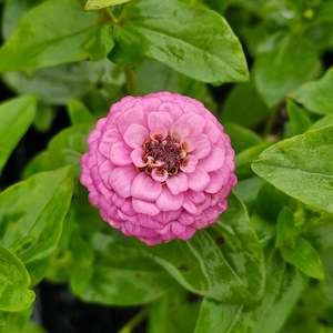 Plants A Z: Zinnia | Lilliput Mix
