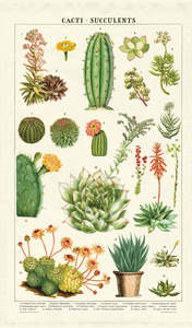 Teatowel | Cacti & Succulents | Cavallini & Co