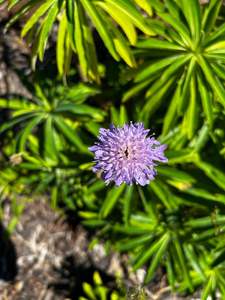 Garden Favourites: Knautia arvensis | Field Scabiosa