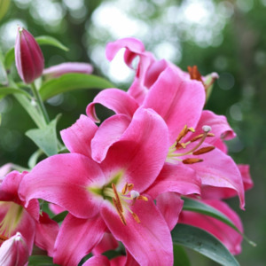 Garden Favourites: Lilium orientalis | Imax