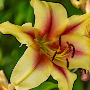 Garden Favourites: Lilium orientalis | Robert Swanson
