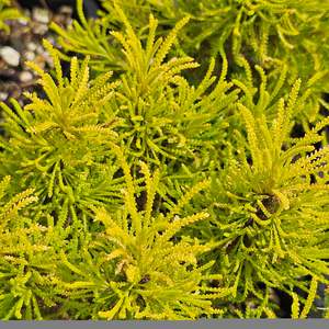 Santolina rosmarinifolia | Lemon Fizz