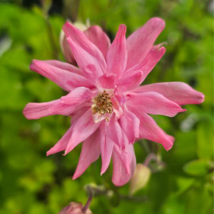 Aquilegia vulgaris | Clementine Salmon Rose