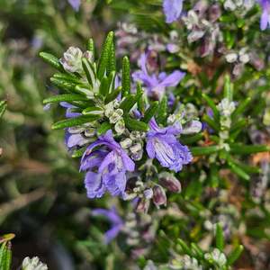 Garden Favourites: Rosmarinus officinalis | Mozart