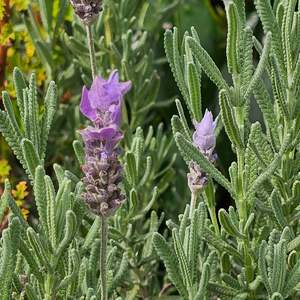 Garden Favourites: Lavandula dentata