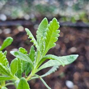 Garden Favourites: Lavandula x allardii