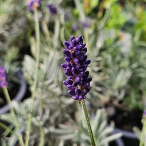 Lavandula angustifolia | Oxford Gem