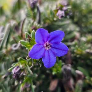 Lithodora diffusa | Grace Ward