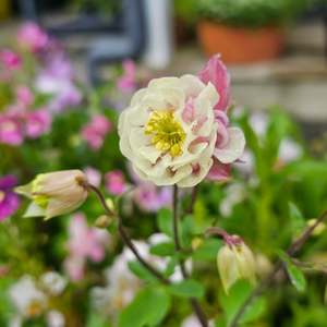 Aquilegia vulgaris | Winky Double Rose-White