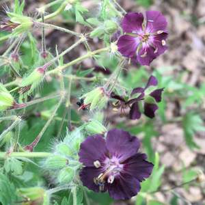 Geranium phaeum | Mourning Widow