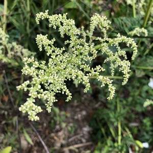 Artemisia lactiflora
