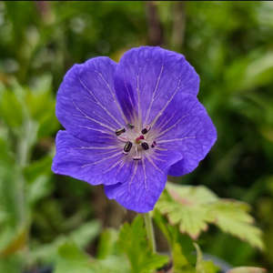 Geranium grandiflora (syn. Himalayense)