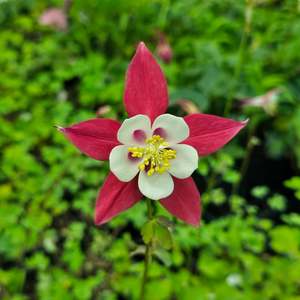 Garden Open Days: Aquilegia caerulea | Rose Queen