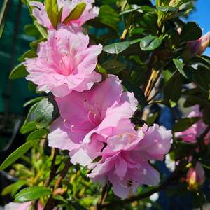 Garden Open Days: Azalea indica | Silver Anniversary