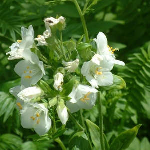 Polemonium caeruleum | Alba | Jacob's Ladder
