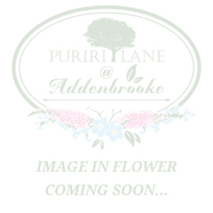 Available: Lysimachia ciliata | Firecracker | Fringed Loosestrife