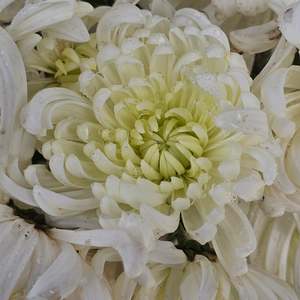 Chrysanthemum | Diablo