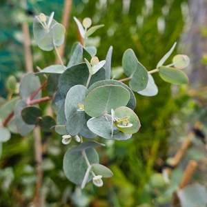 Eucalyptus gunnii | Blue Ice