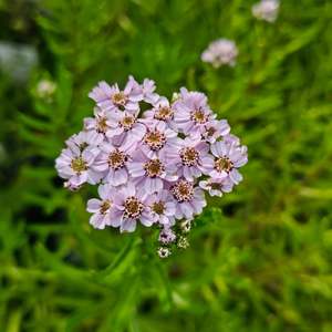 Achillea sibirica subsp. Camschatica | Love Parade