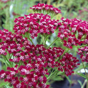 Achillea millefolium | Cassis