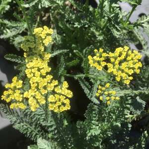 Achillea millefolium | Anthea