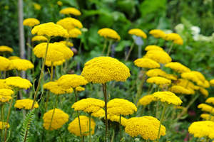 Achillea filipendulina | Cloth of Gold | Fern Leaved Yarrow