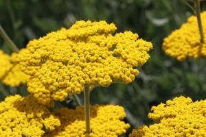 Achillea filipendulina | Coronation Gold