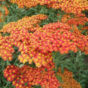 Achillea millefolium | Terracotta