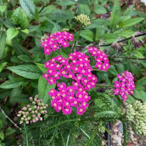 Achillea millefolium | Taylors Pink