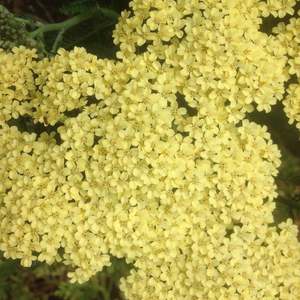 Achillea millefolium | Lemon
