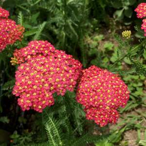 Achillea millefolium | Fanal