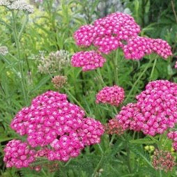 Achillea millefolium | Cerise Queen
