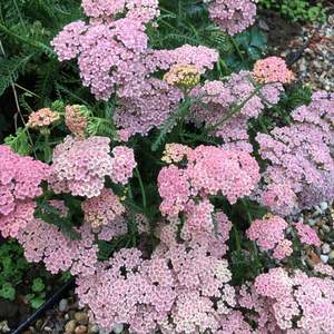 Achillea millefolium | Candy Floss