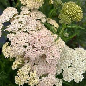 Achillea millefolium | Buff