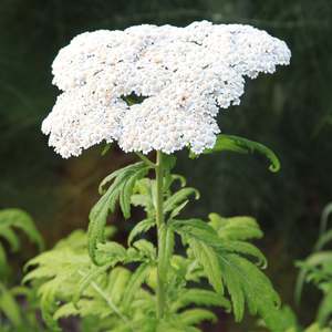 Achillea chrysocoma | Grandiflora