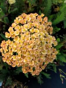 Achillea millefolium | Butterscotch