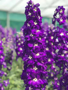 Our Delphinium Selection: Delphinium elatum | Purple Passion