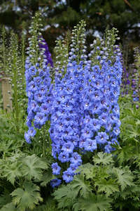 Our Delphinium Selection: Delphinium elatum | Blue Lace