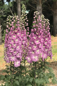 Delphinium elatum | Sweethearts